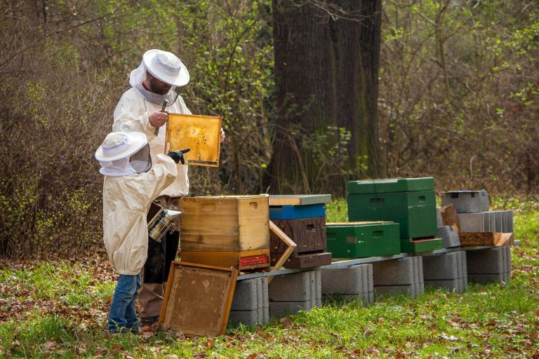 beekeeper-4426003_1920